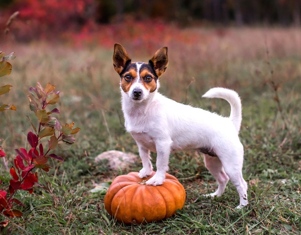 Hund mit Kürbis