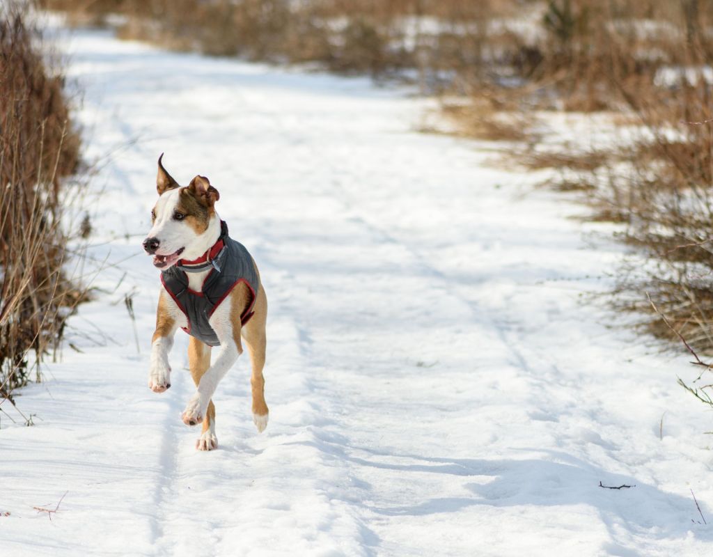 Hund im Schnee