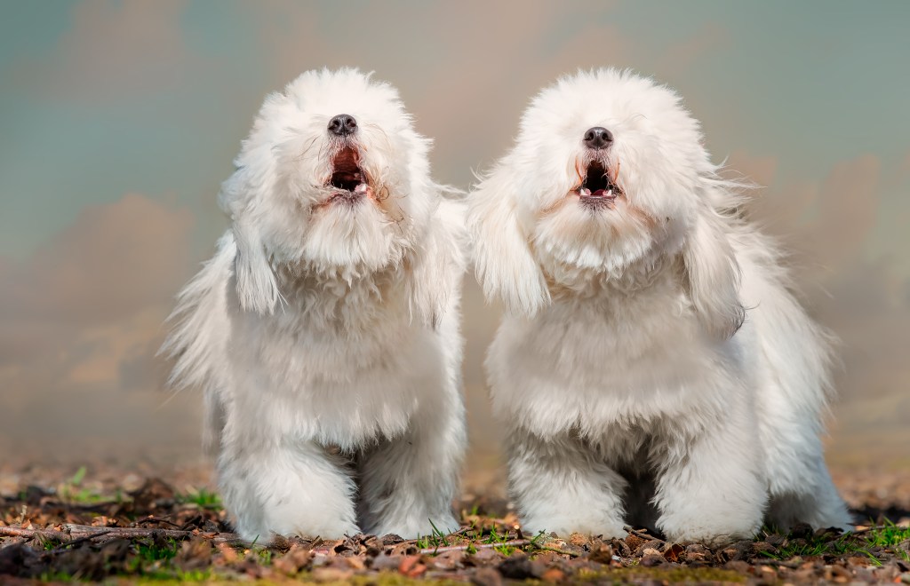 Zwei West Highland Terrier bellen.