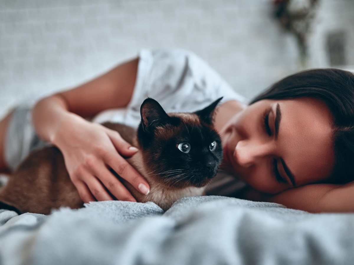 Kuschel-Alarm: Warum deine Katze immer bei dir im Bett schlafen will