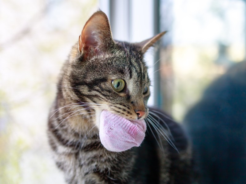 Katze schleppt rosa Socken durch die Gegend.