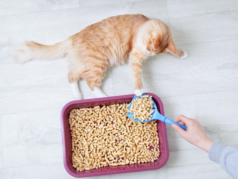 Katzenklo mit selbstgemachten Katzenstreu und Katze.