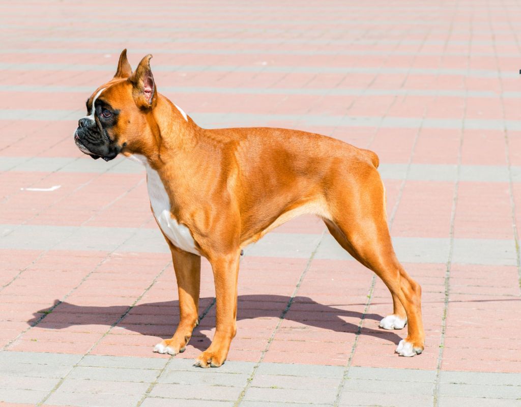 kupierter Boxer