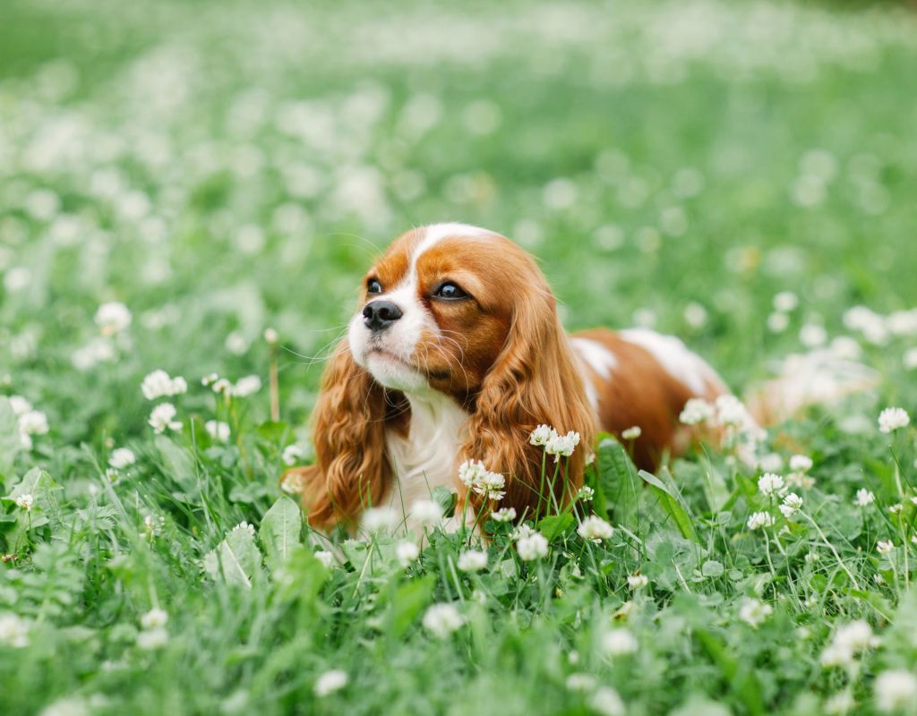 Charles King Cavalier Spaniel