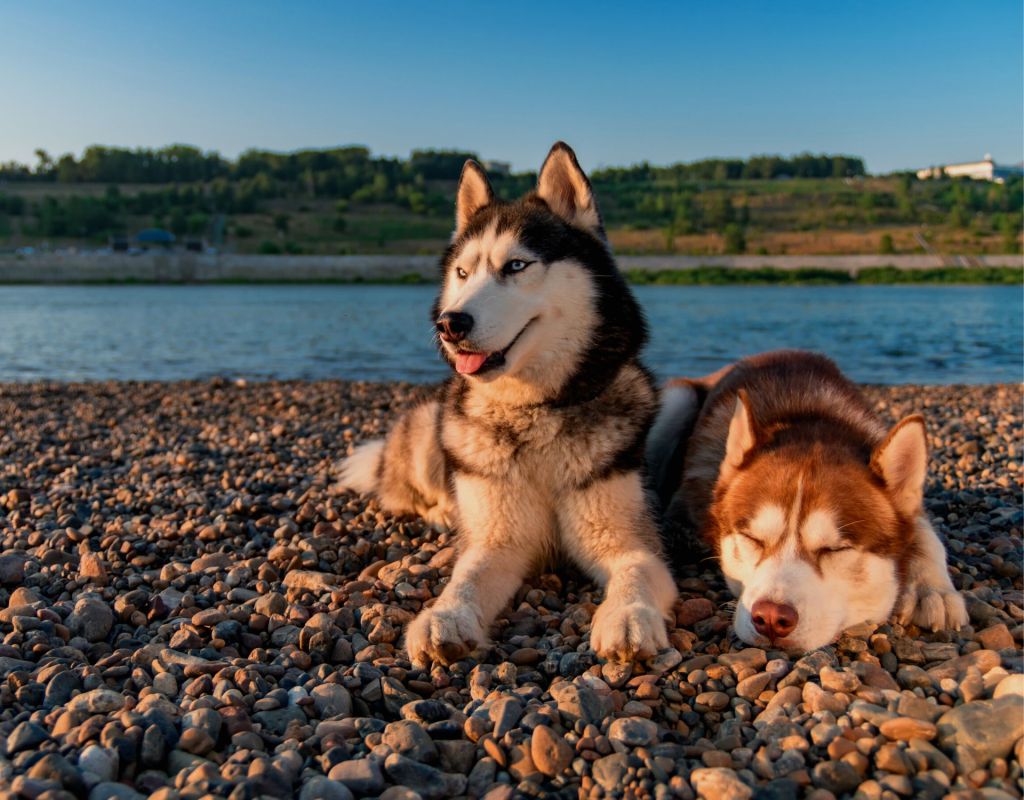 Huskys