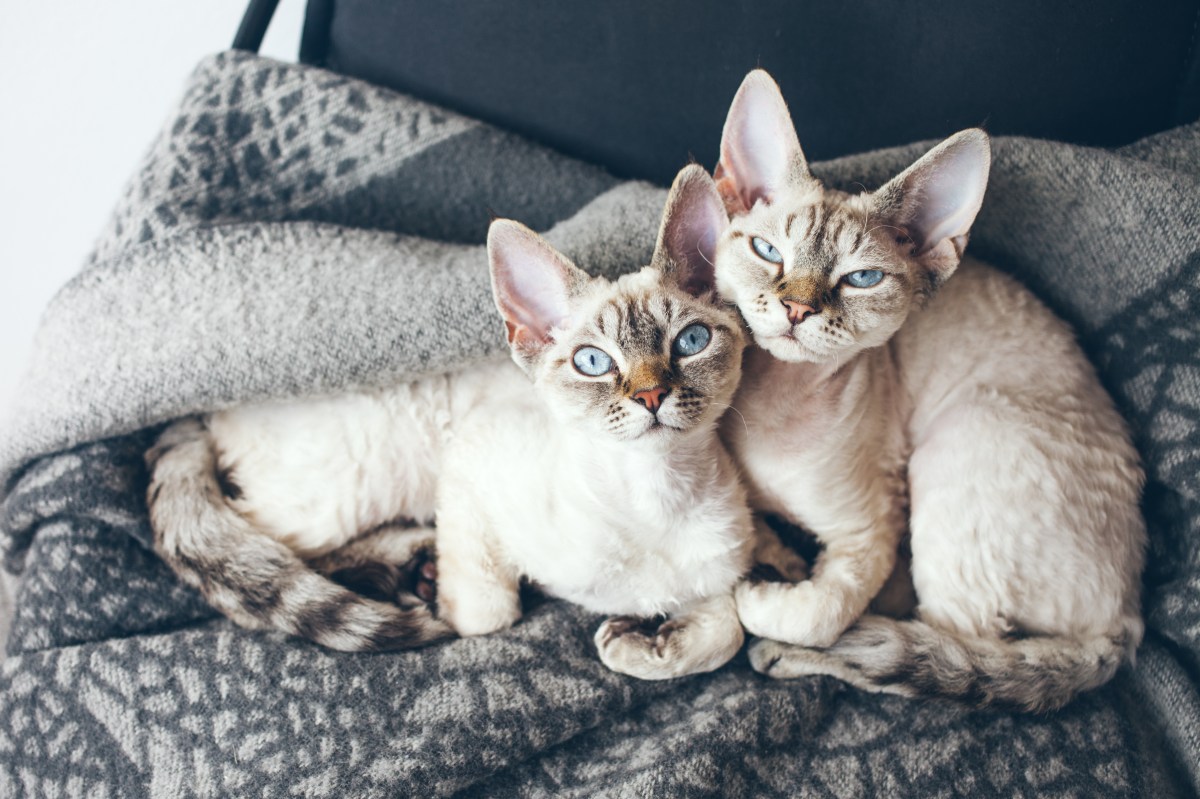 Katze und Kater liegen auf einer Decke.