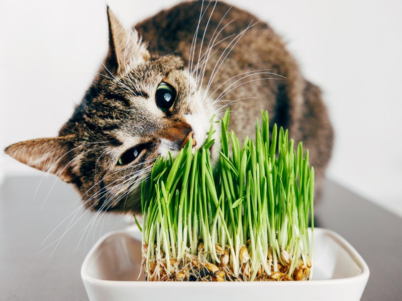 Katze frisst am Katzengras.