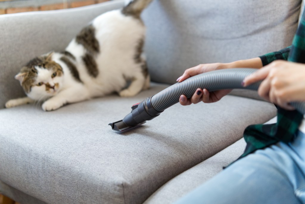 Katze erschreckt sich vor Staubsauger auf dem Sofa.