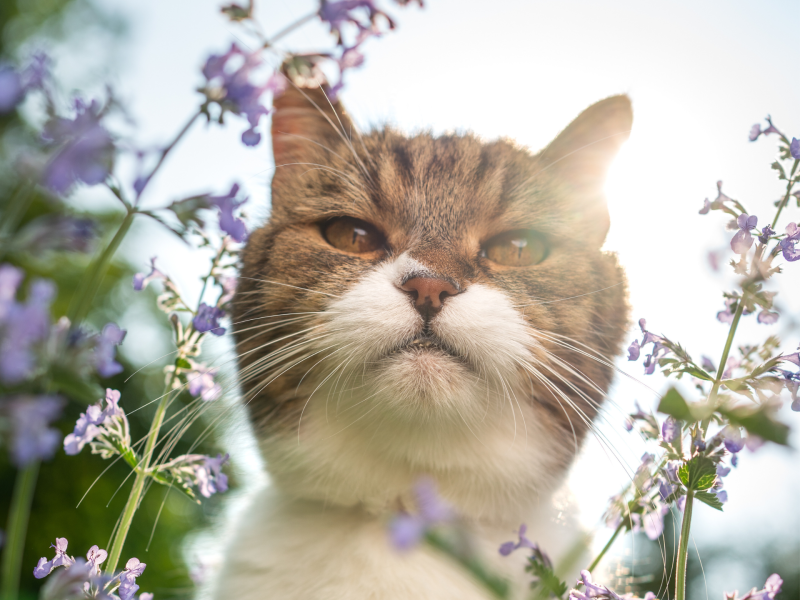 Katze steckt ihren Kopf auf einer Pflanze.