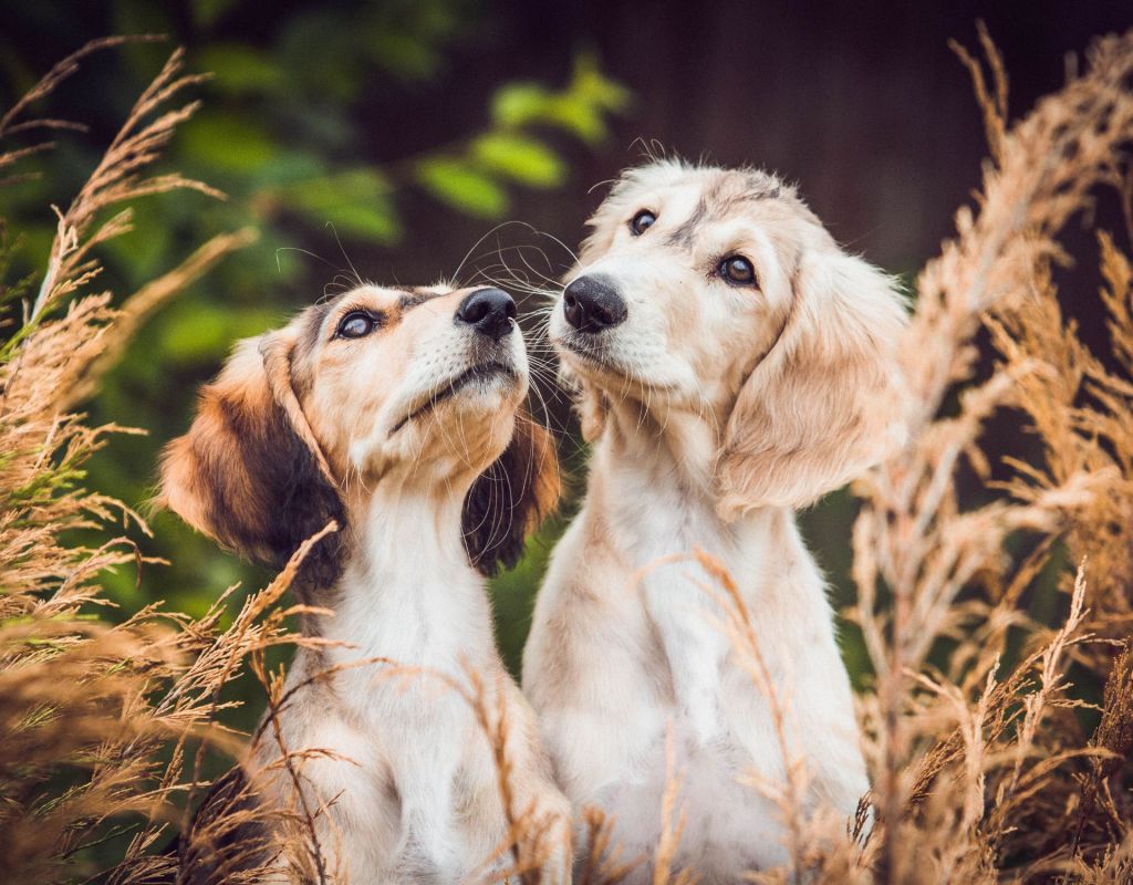 Saluki