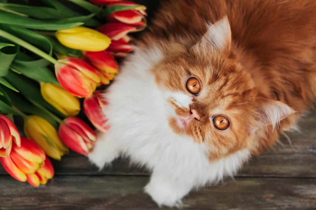 Katze sitzt neben einem Strauß Tulpen.