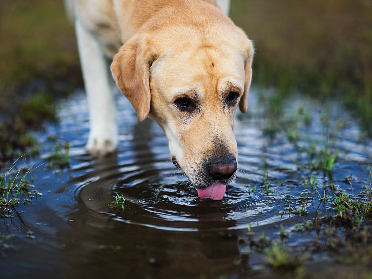 Achtung, Gesundheitsgefahr: Aus diesem gefährlichen Grund sollten Hunde nicht aus Pfützen trinken