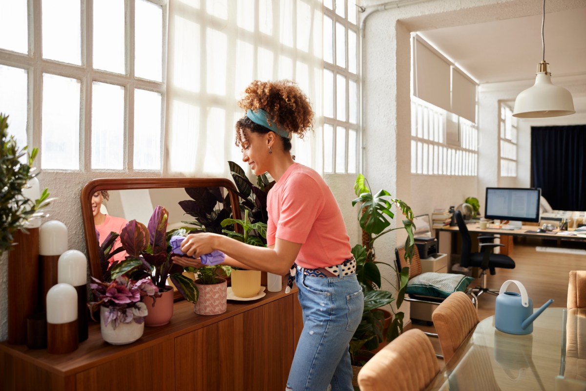 staub wischen frau pflanze wohnung zuhause