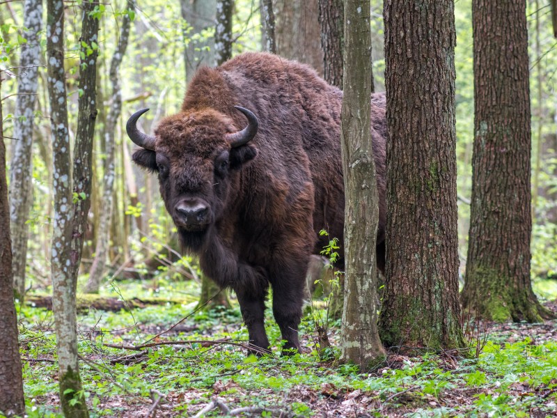 Wisent im Wald