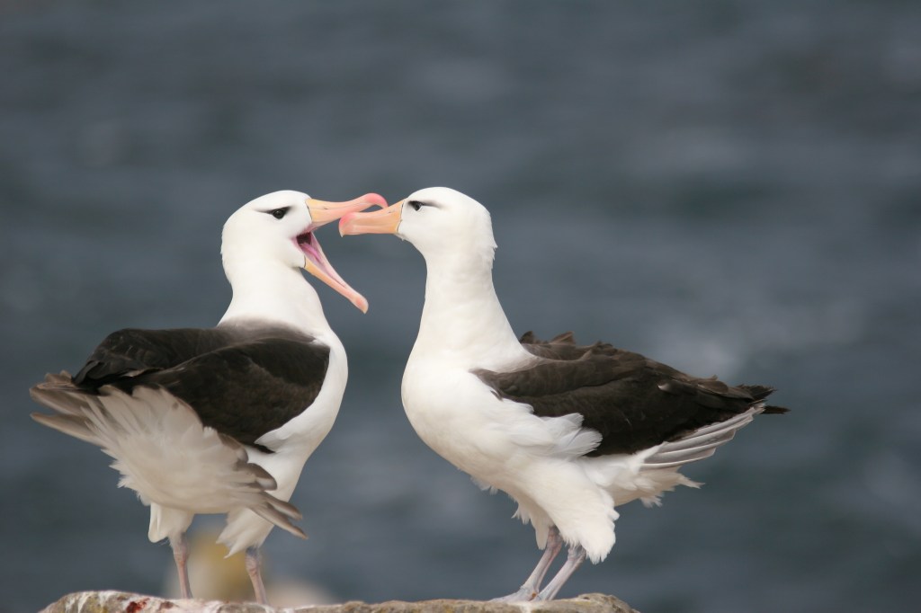 Albatrosse