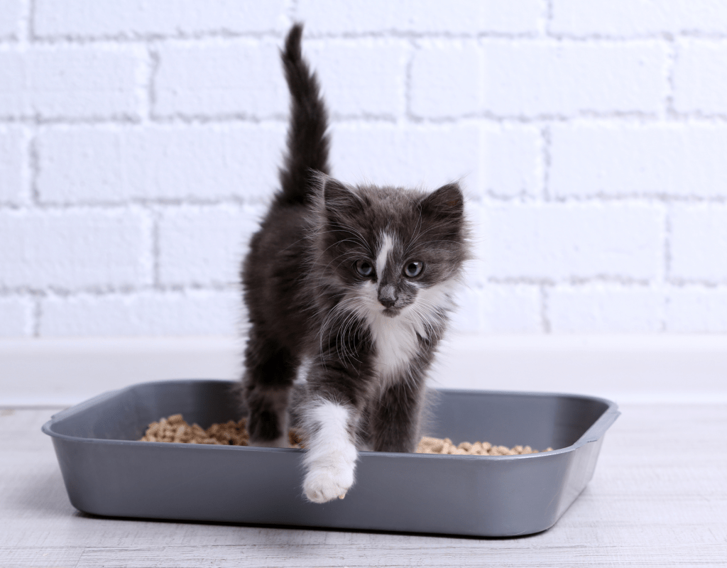 Kleine Katze sitzt in Katzenklo.