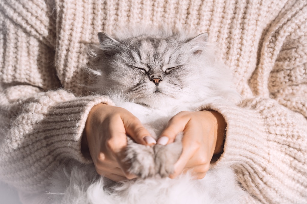 Glückliche Katze im Arm einer Frau.