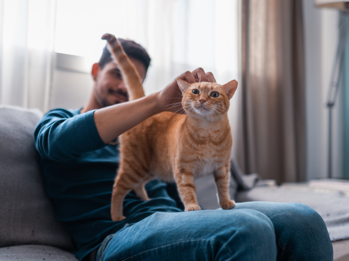 Katze zeigt Hinterteil und wird gestreichelt.