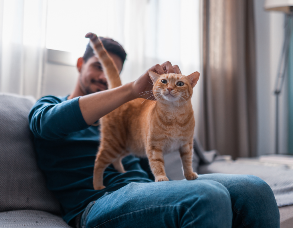 Katze zeigt Hinterteil und wird gestreichelt.