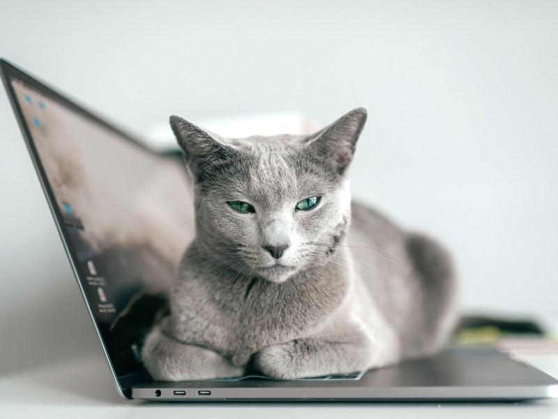 Katze liegt auf Laptop