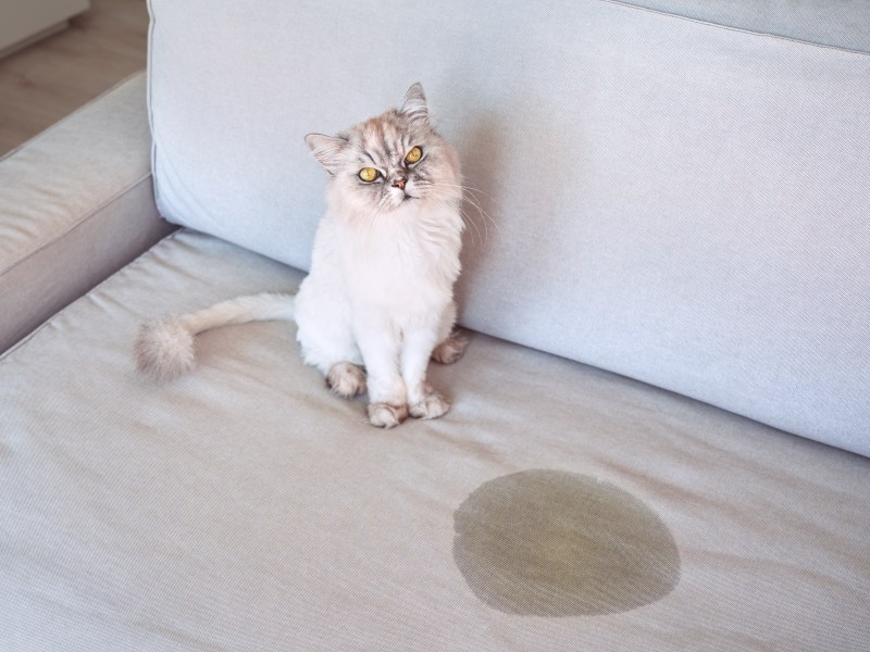 Katze sitzt neben Urinfleck auf der Couch.