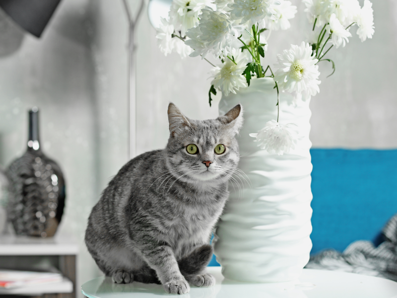 Katze sitzt neben einer Vase auf dem Tisch.