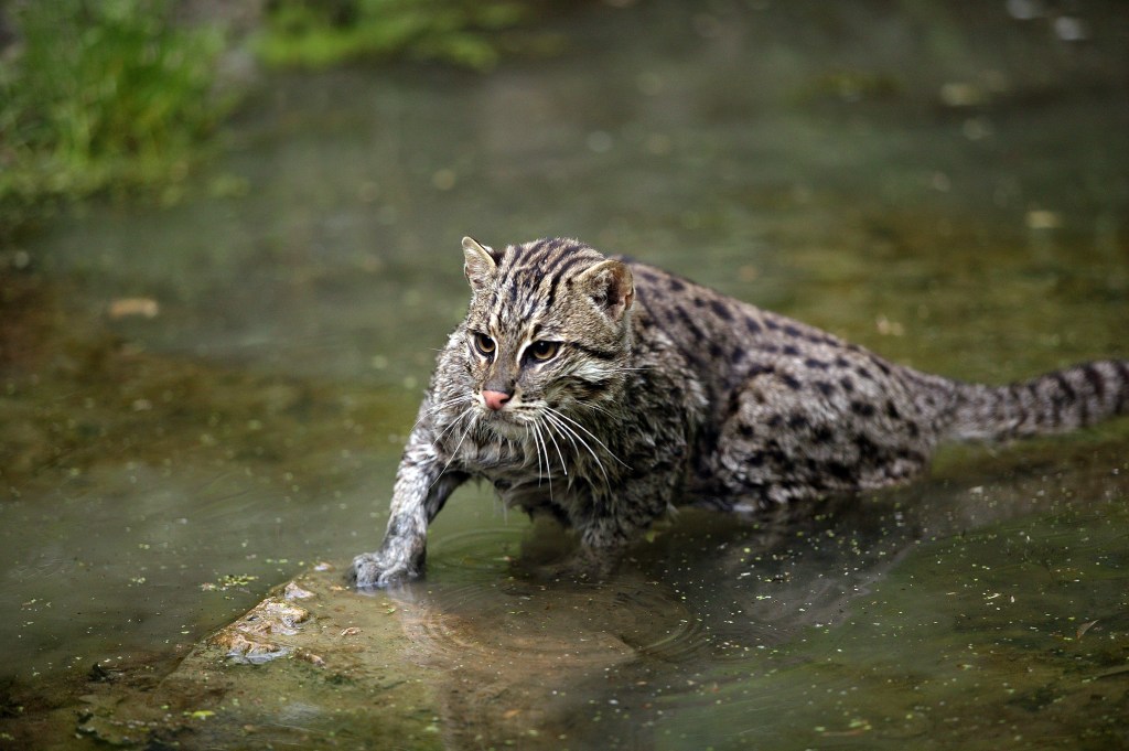 Fischkatze liegt im Wasser.