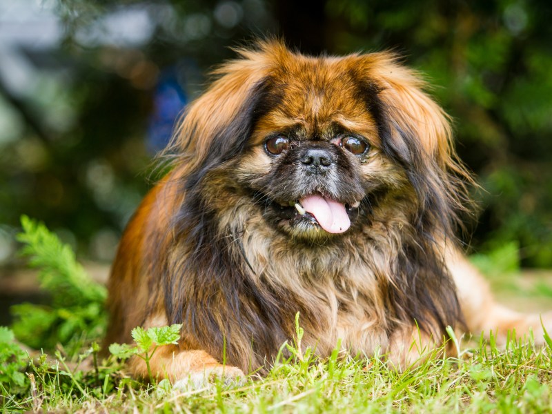 Hund mit Hitzschlag liegt hechelnd im Gras.