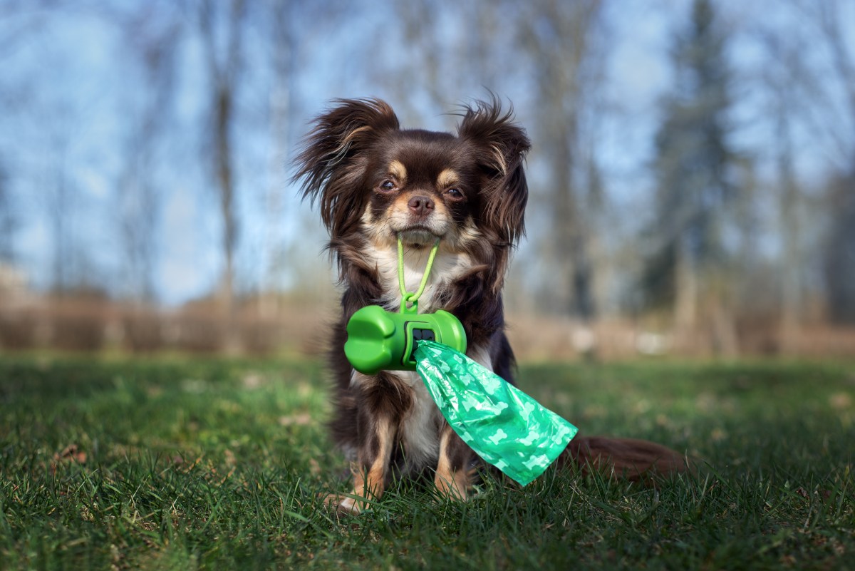 Hund hält Hundekotbeutel im Mund.