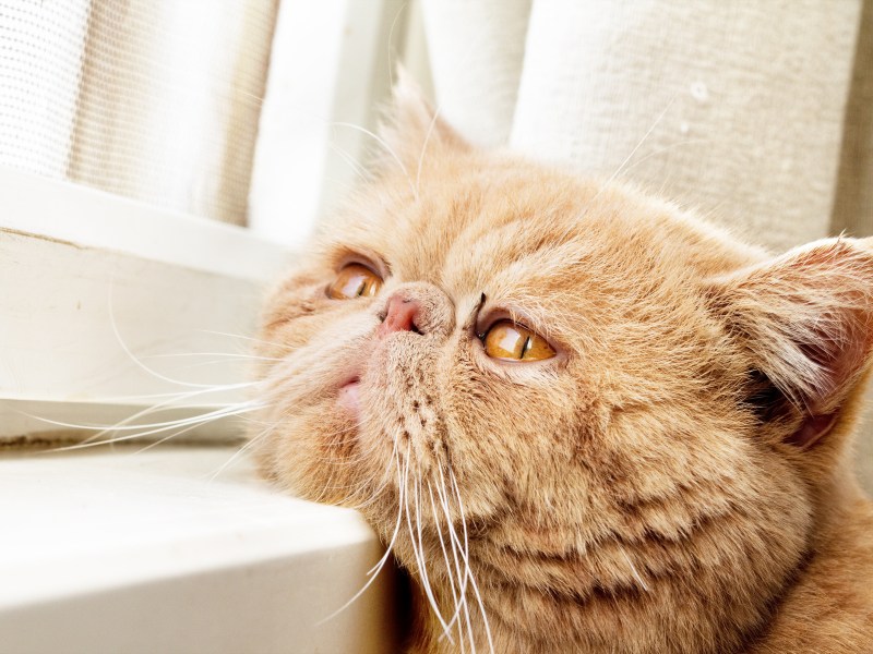 Katze ist einsam und legt Kopf auf die Fensterbank.