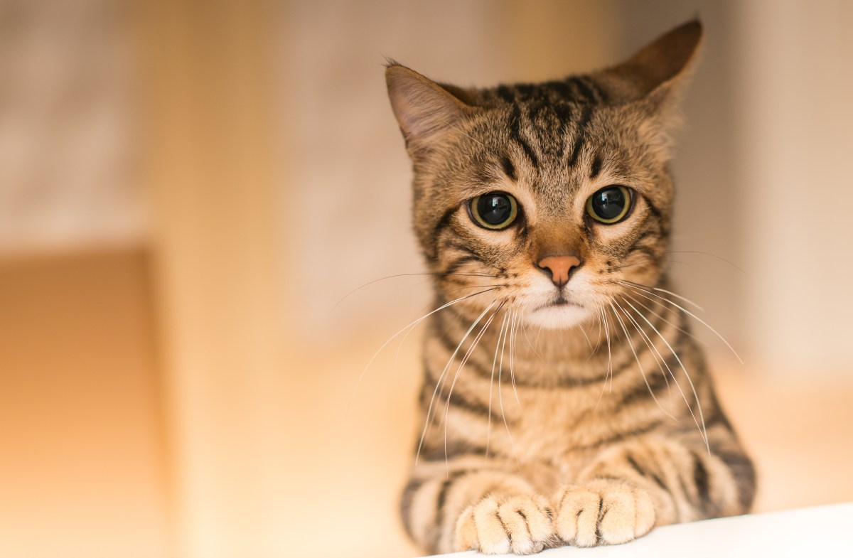 Katze leidet mit traurigem Blick