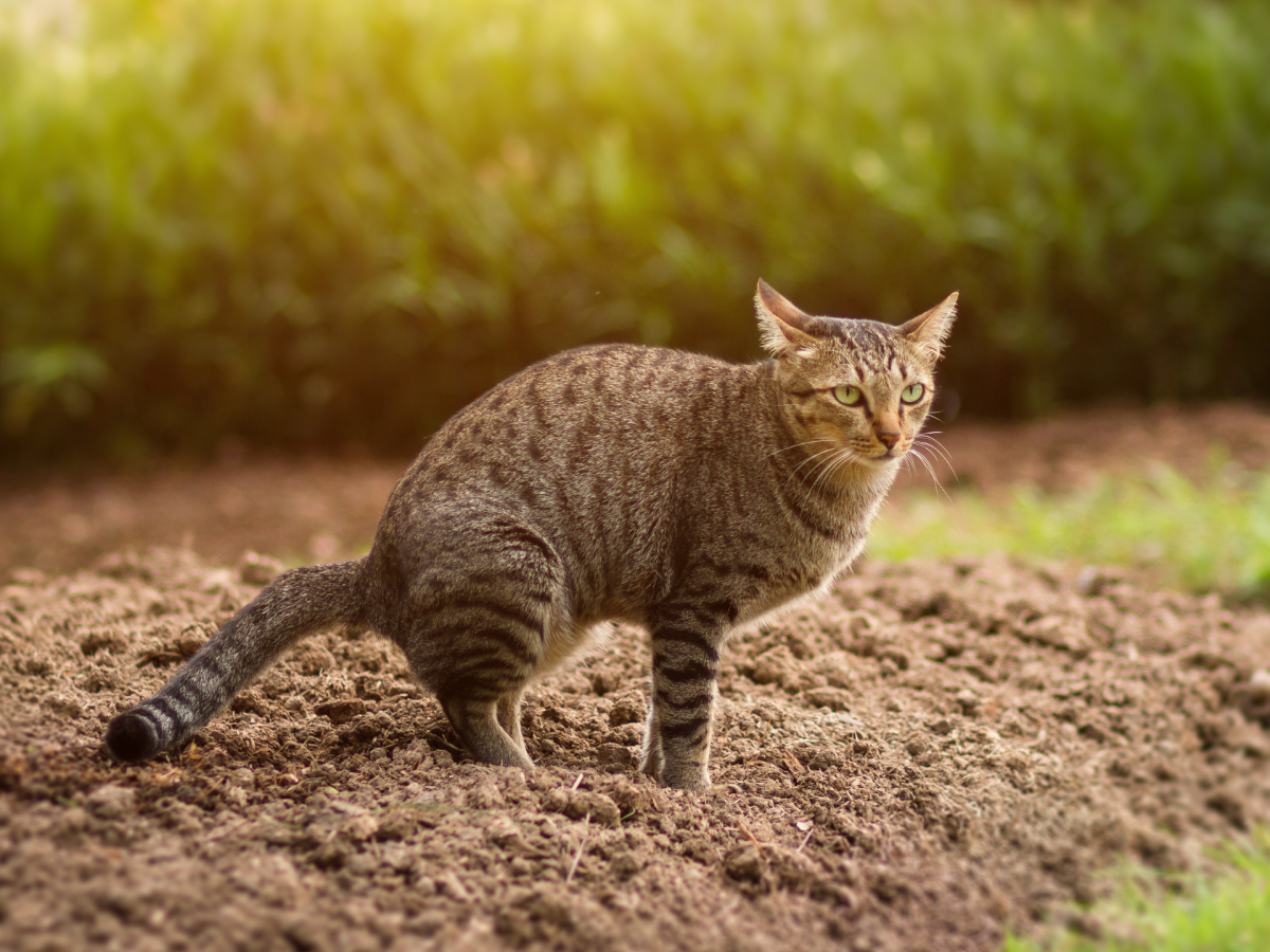 Katzenkot im Garten loswerden: 5 effektive Maßnahmen, die sofort helfen