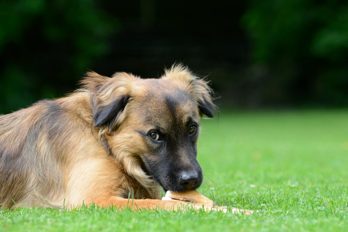 Hund frisst Knochen auf dem Rasen