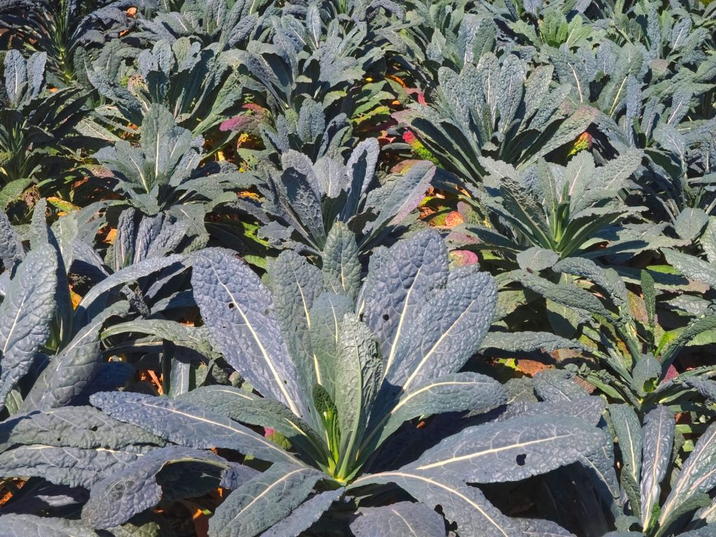 8. Palmkohl