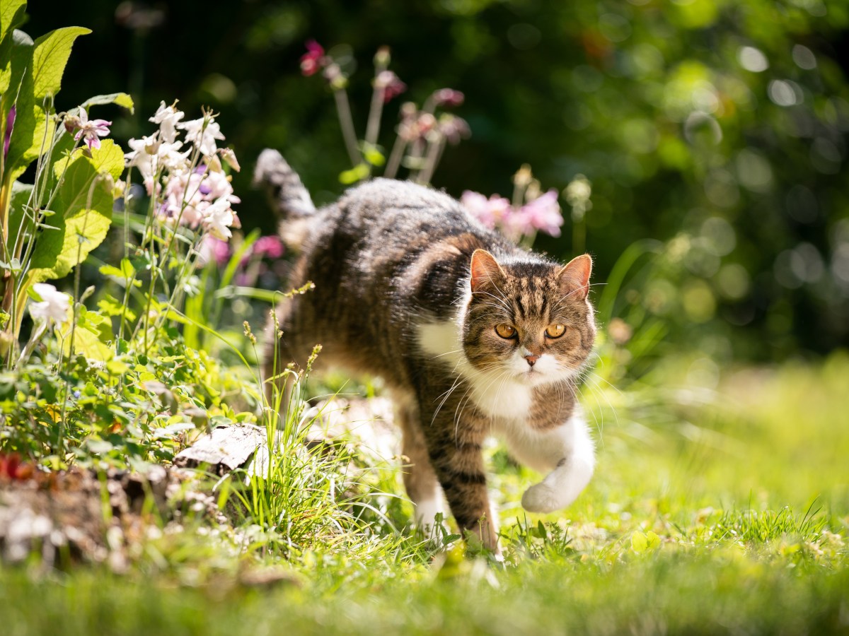 Dünger oder Killer: Schadet Katzenurin den Pflanzen im Garten?