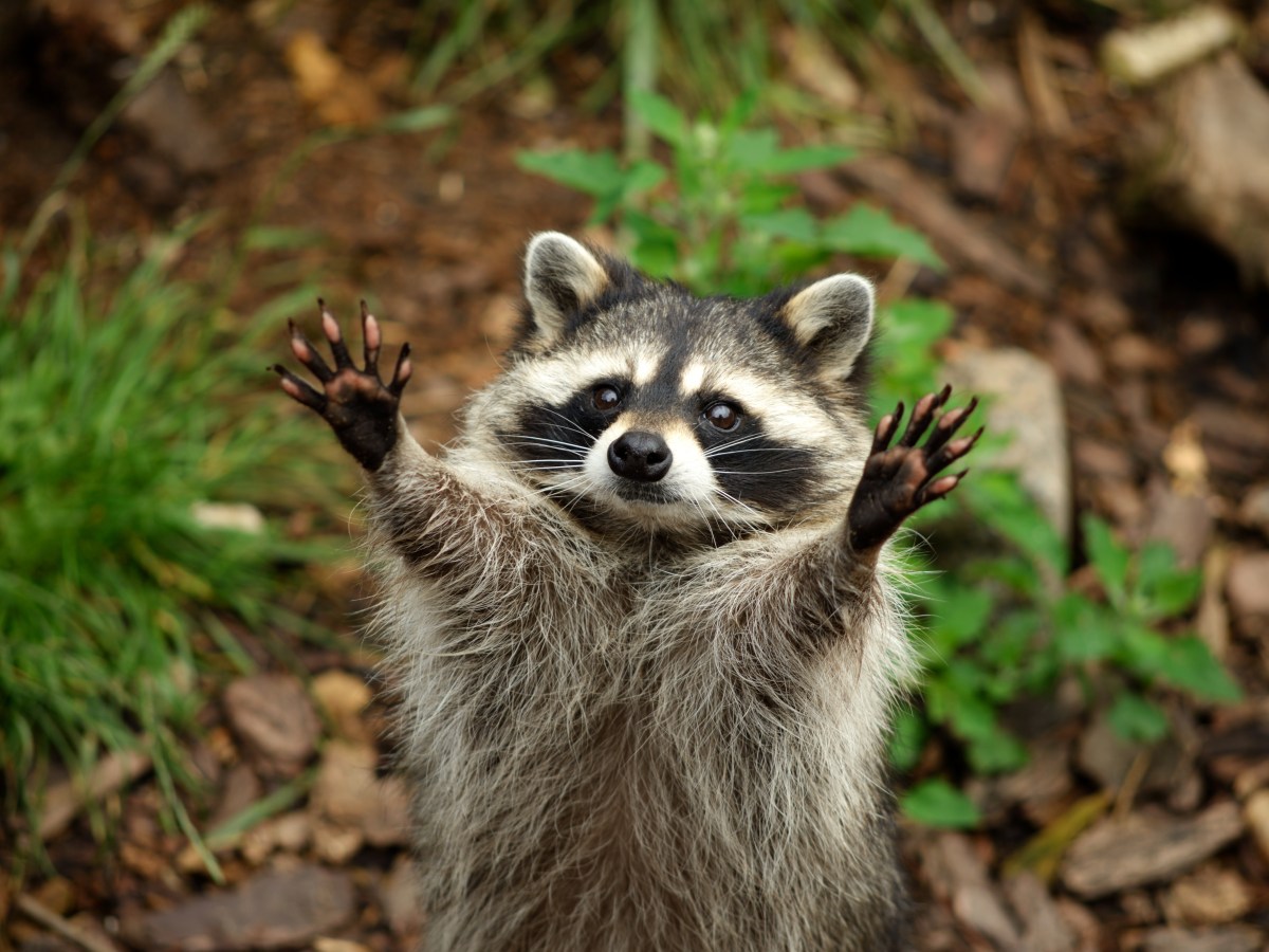 Waschbär im Garten hebt die Hände