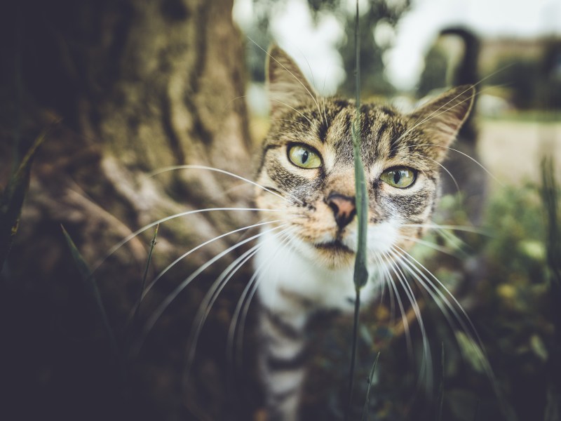 Katze im Gras schaut in die Kamera.