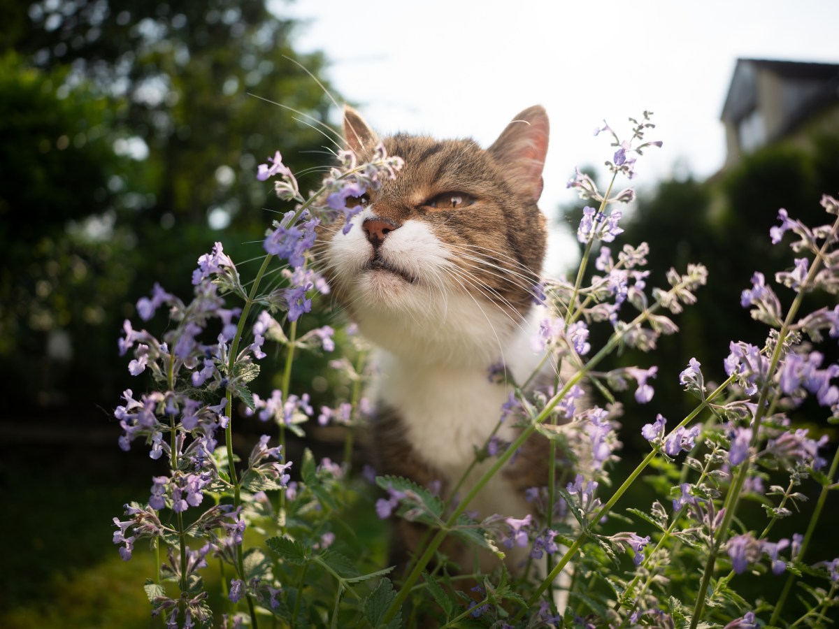 Katzen aus dem Garten vertreiben: Kauf dir eine „Verpiss-dich“-Pflanze