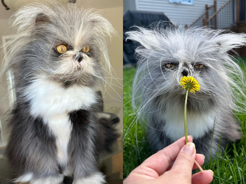 Atchoum ist eine einzigartige Perserkatze.