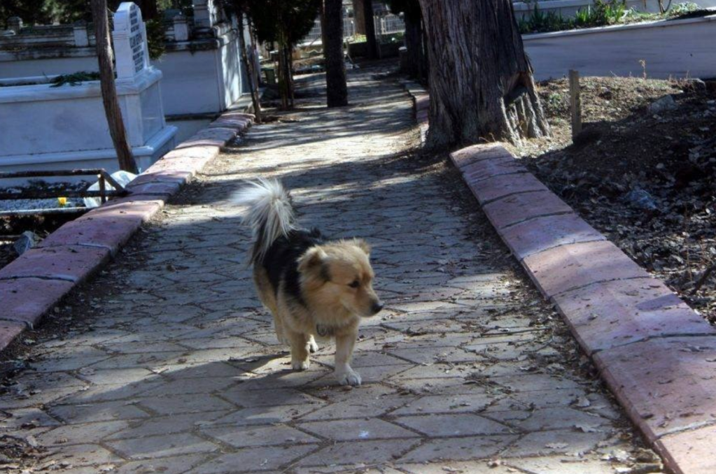 Hund Cesur läuft auf der Straße.