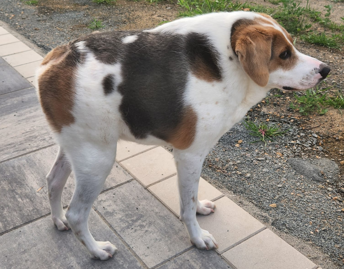 Hund Cooper im Garten