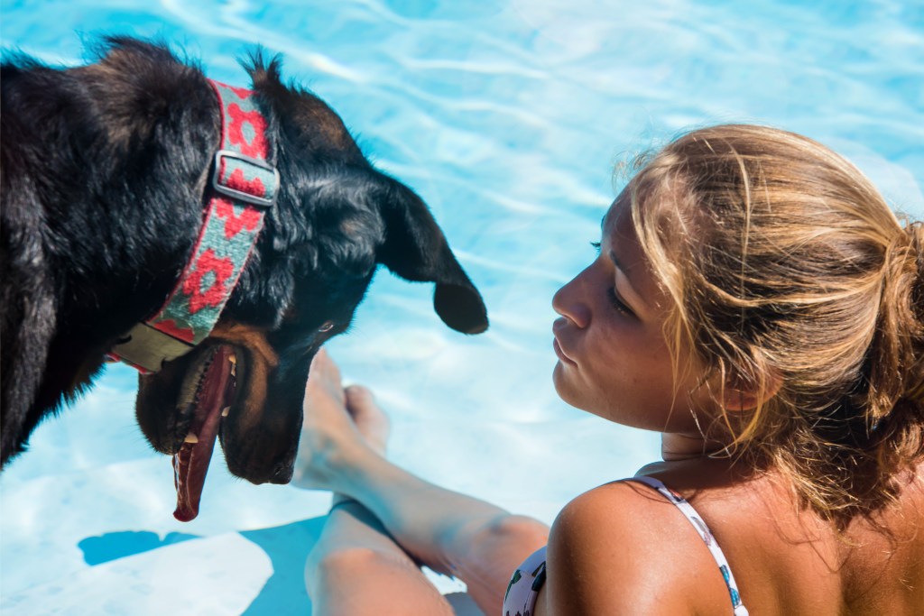 Hund im Pool