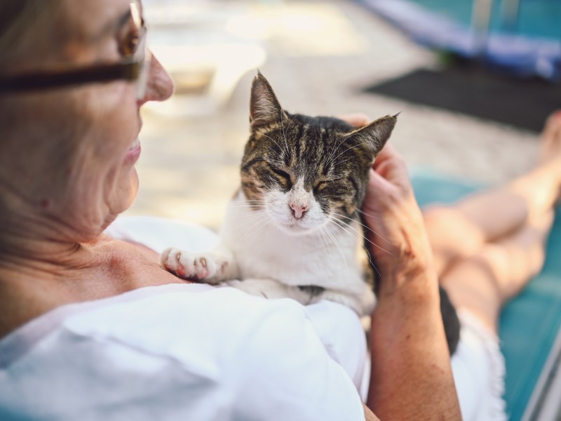 Kater auf dem Arm einer Frau