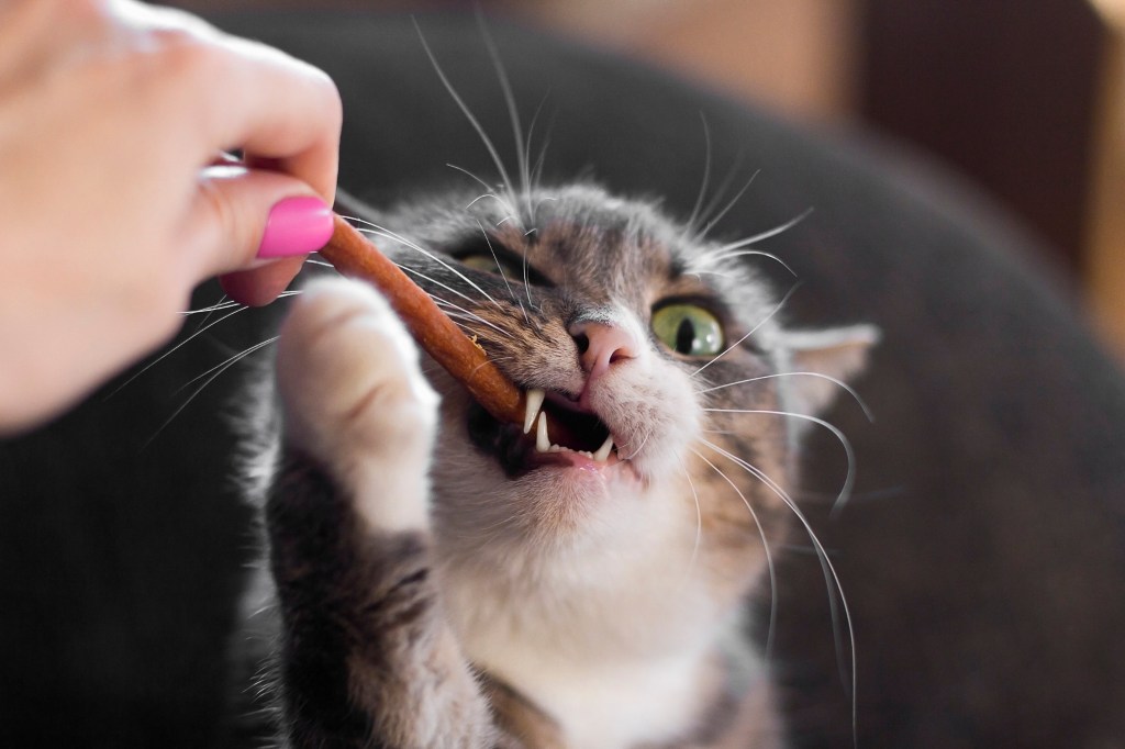 Katze frisst ein Leckerli aus der Hand.