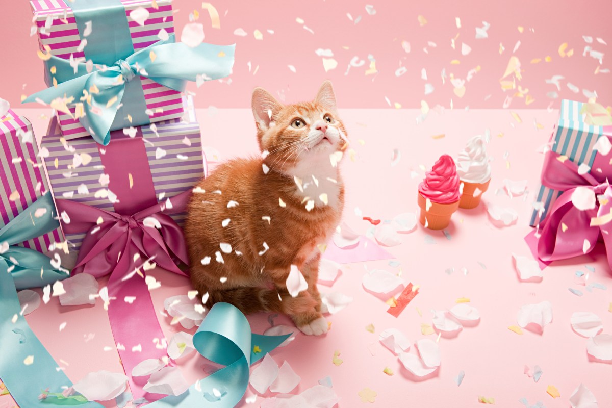 Katze Geschenke