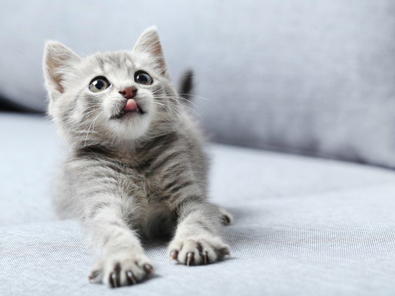 Katze auf grauen Sofa streckt die Pfoten.