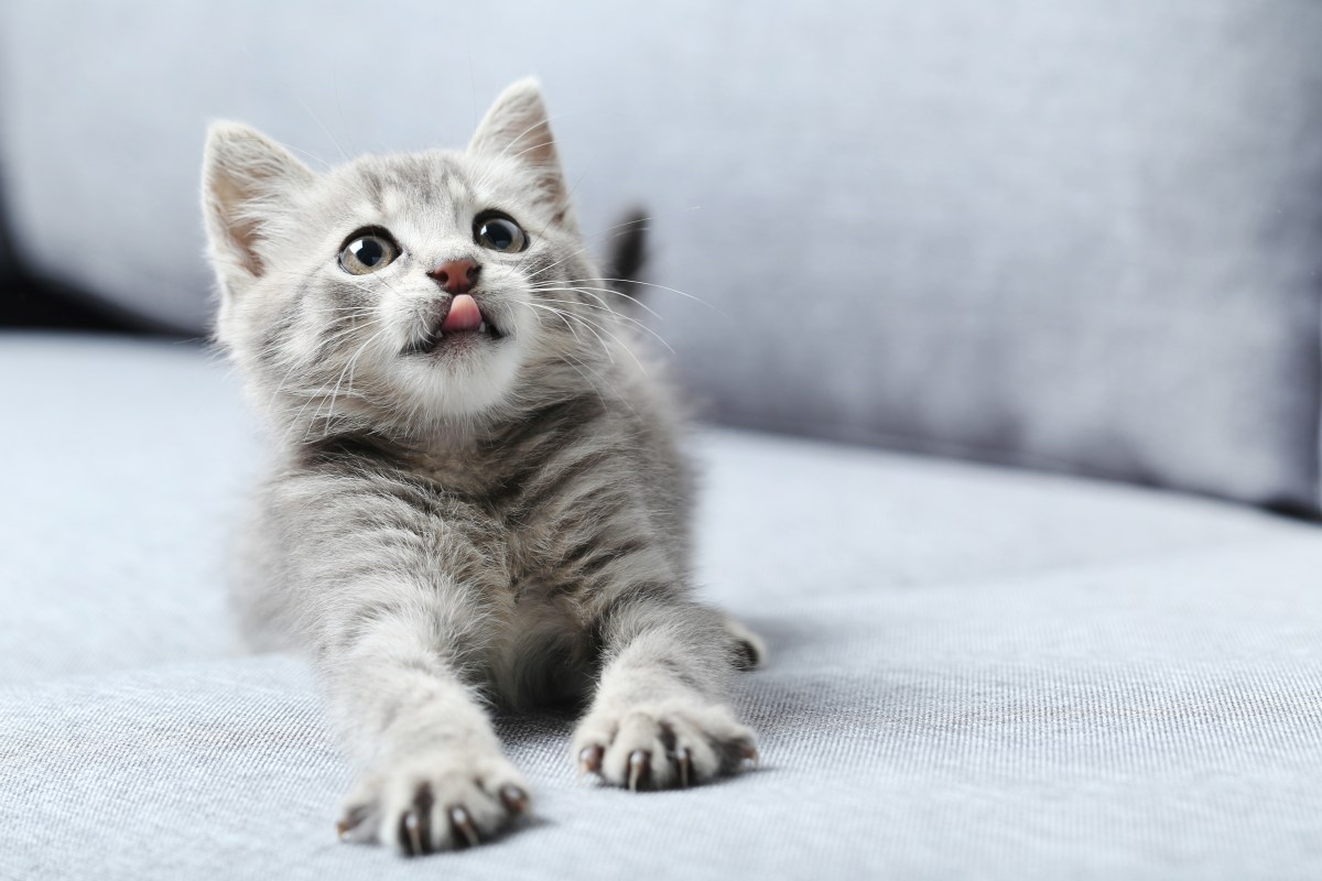 Katze auf grauen Sofa streckt die Pfoten.