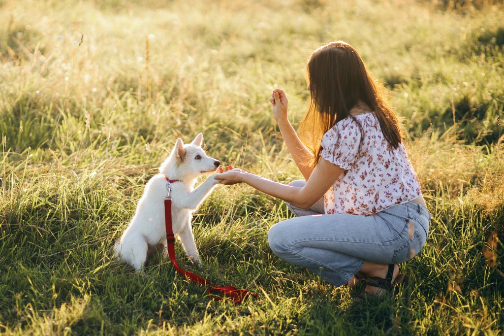 Hund gibt Frau Pfote