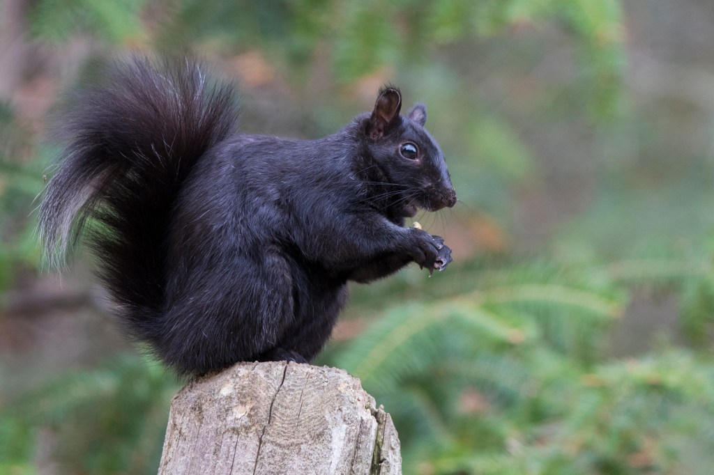 Schwarzes Eichhörnchen, USA