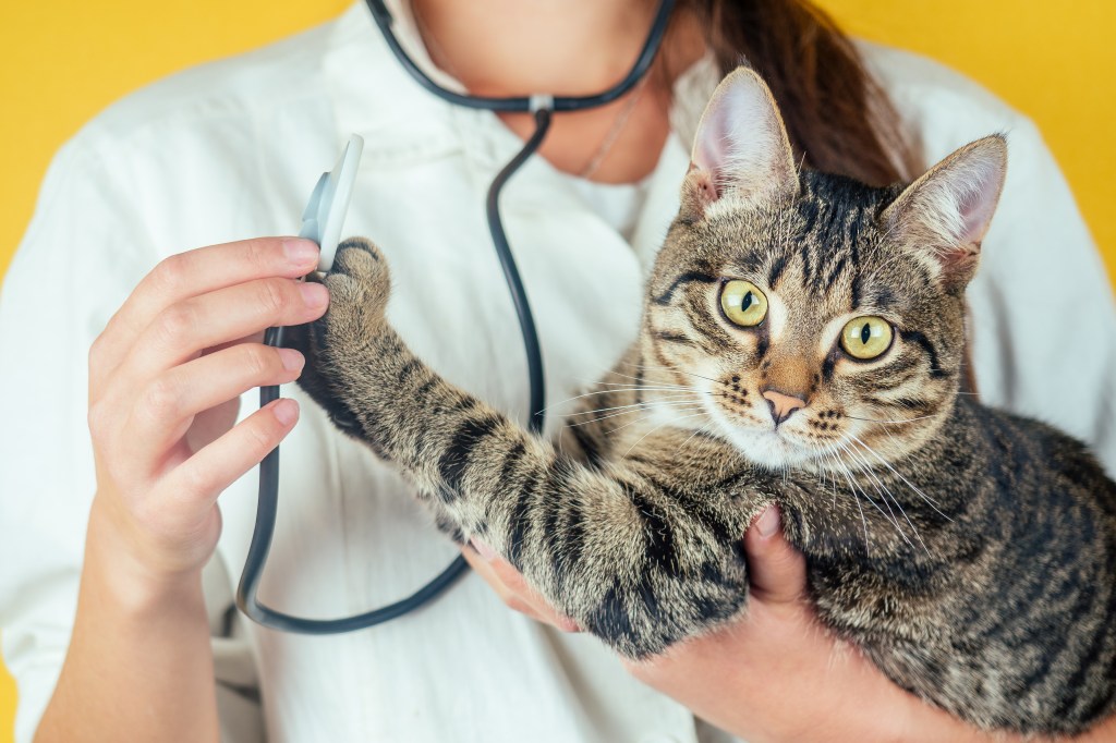 Katze auf dem Arm einer Tierärztin